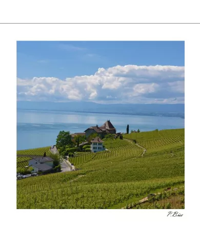 Carte C15 Lavaux N°1363