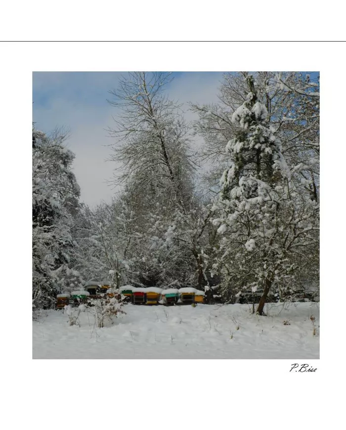 Carte C15 Hiver N°04