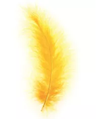 Plumes Marabout  jaune or
