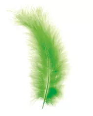 Plumes Marabout vert Clair