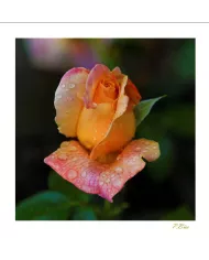 Carte Fleurs - 1276-003
