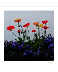 Carte Fleurs - 1276-003