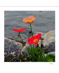 Carte Fleurs - 1276-003