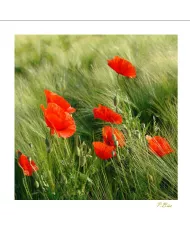 Carte Fleurs - 1619-003