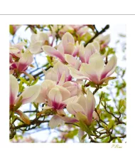 Carte Fleurs - 172-003