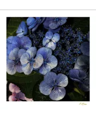 Carte Fleurs - 3001-003