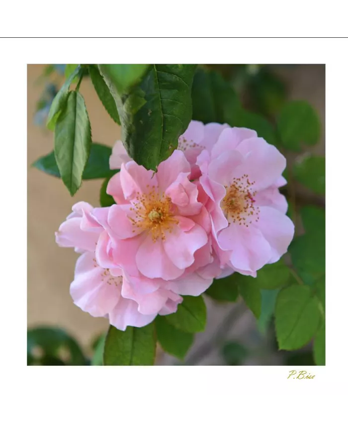 Carte Fleurs - 3001-003