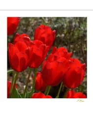 Carte Fleurs - 07-003