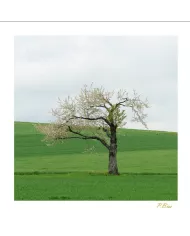 Carte Ambiance - 296-001