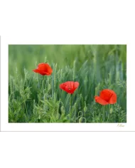Carte Fleurs - 07-003