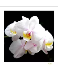 Carte Fleurs - 07-003