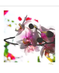 Carte Fleurs - 54-003