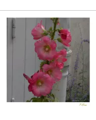Carte Fleurs - 108-003