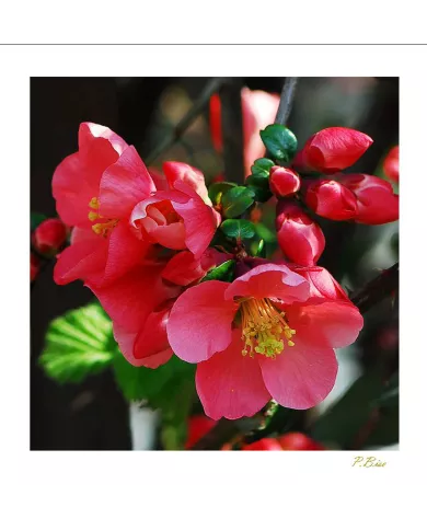 Carte Fleurs - 108-003