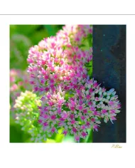 Carte Fleurs - 108-003