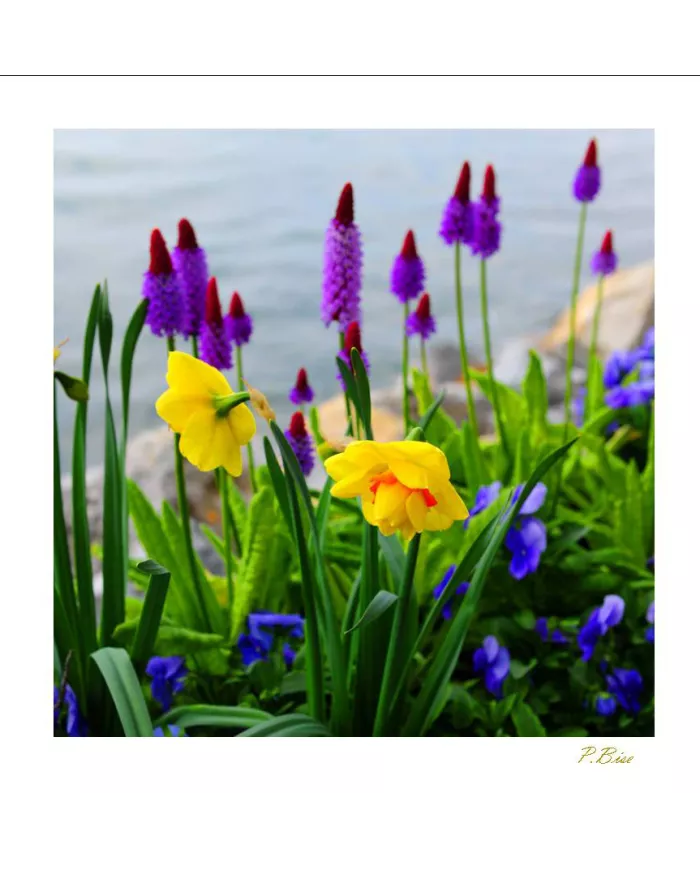 Carte Fleurs - 1220-003