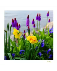 Carte Fleurs - 3244-003