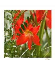 Carte Fleurs - 1035-003