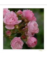 Carte Fleurs - 107-003