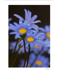 Carte Fleurs - 169-003