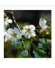Carte Fleurs - 169-003