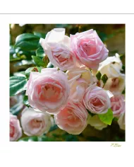 Carte Fleurs - 119-003