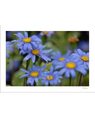 Carte Fleurs - 119-003
