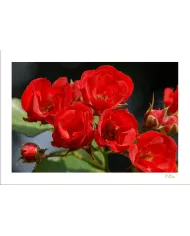 Carte Fleurs - 1623-003