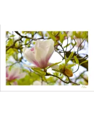Carte Fleurs C15 - 1290-003