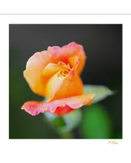 Carte Fleurs C15 - 1290-003