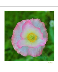 Carte Fleurs C15 - 2796-003