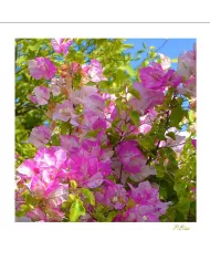 Carte Fleurs C15 - 1217-003
