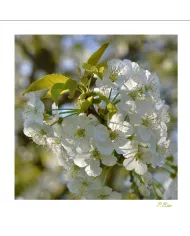 Carte Fleurs C15 - 1217-003