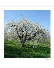 Cartes Ambiance - 654-001