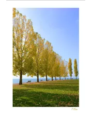 Cartes Ambiance - 4067-001