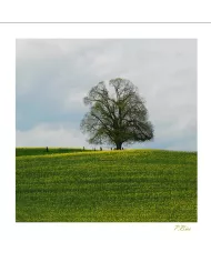 Cartes Ambiance C15 - 250-001