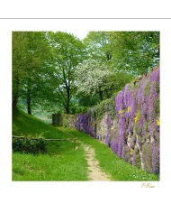 Cartes Ambiance C15 - 624-001