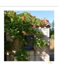 Cartes Ambiance C15 - 2523-001