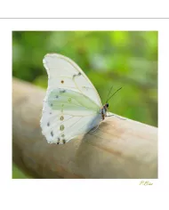 Cartes Papillons - 560-005