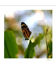 Cartes Papillons - 809-005