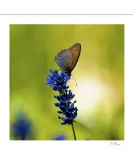 Cartes Papillons - 871-005