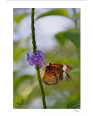 Cartes Papillons - 871-005