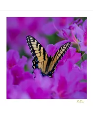 Cartes Papillons - 871-005