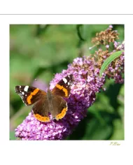 Cartes Papillons - 525-005