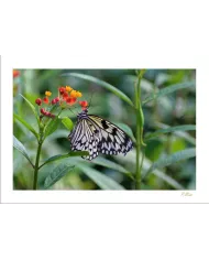 Cartes Papillons - 525-005