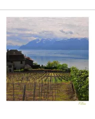 Cartes Lavaux - 2386-40