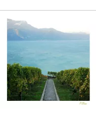 Cartes Lavaux C15 - 179-41