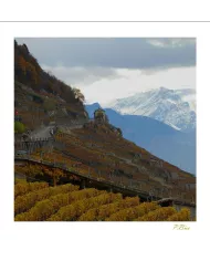 Cartes Lavaux C15 - 210-42