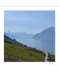 Cartes Lavaux C15 - 1334-41