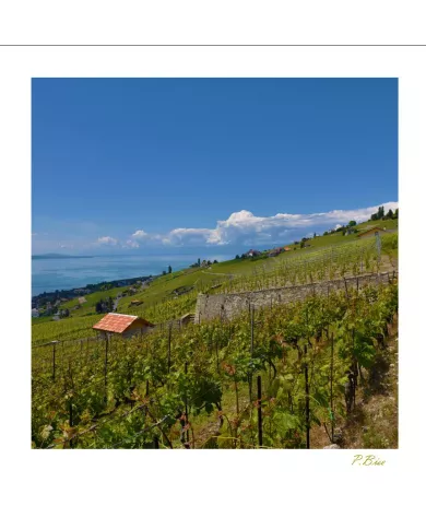 Cartes Lavaux C15 - 1334-41